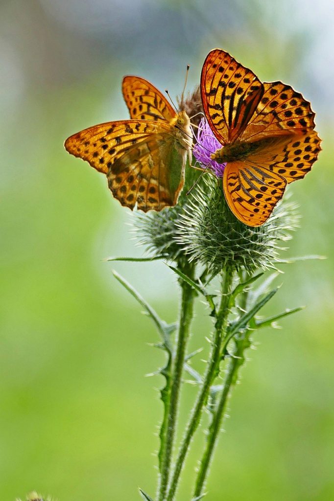 pollination, butterflies, flowers
